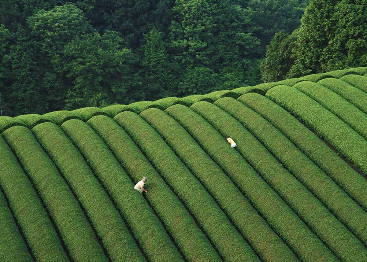Tea-Picking