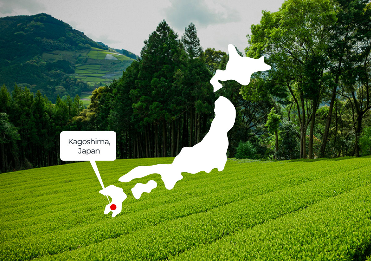 kagoshima tea field